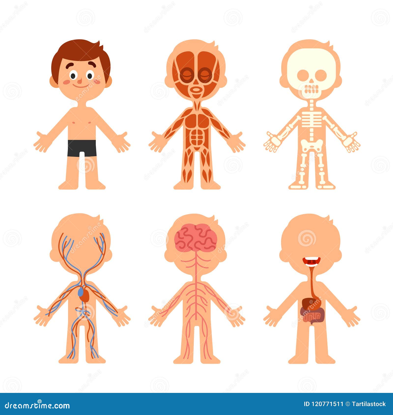 Cartoon Human Body Stock Illustrations – 92,094 Cartoon Human Body Stock  Illustrations, Vectors & Clipart - Dreamstime