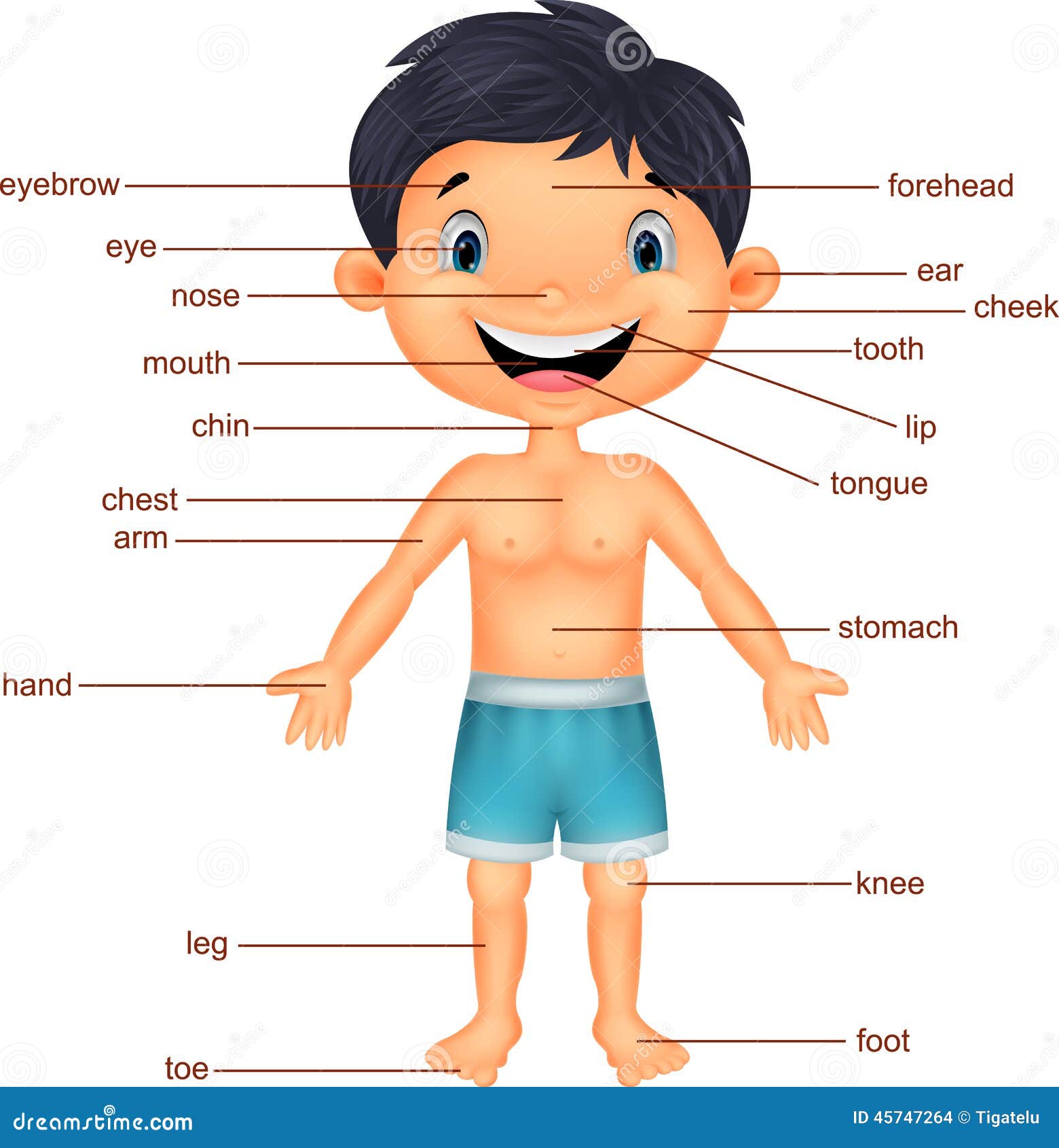 Cartoon Boy Vocabulary Part Of Body Stock Vector Image 45747264