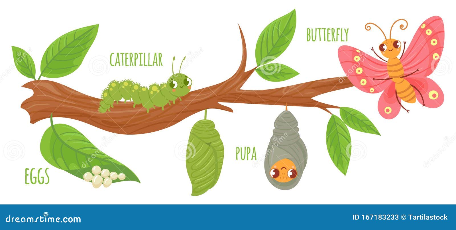 cartoon butterfly life cycle. caterpillar transformation, butterflies eggs, caterpillars and pupa. insects growing