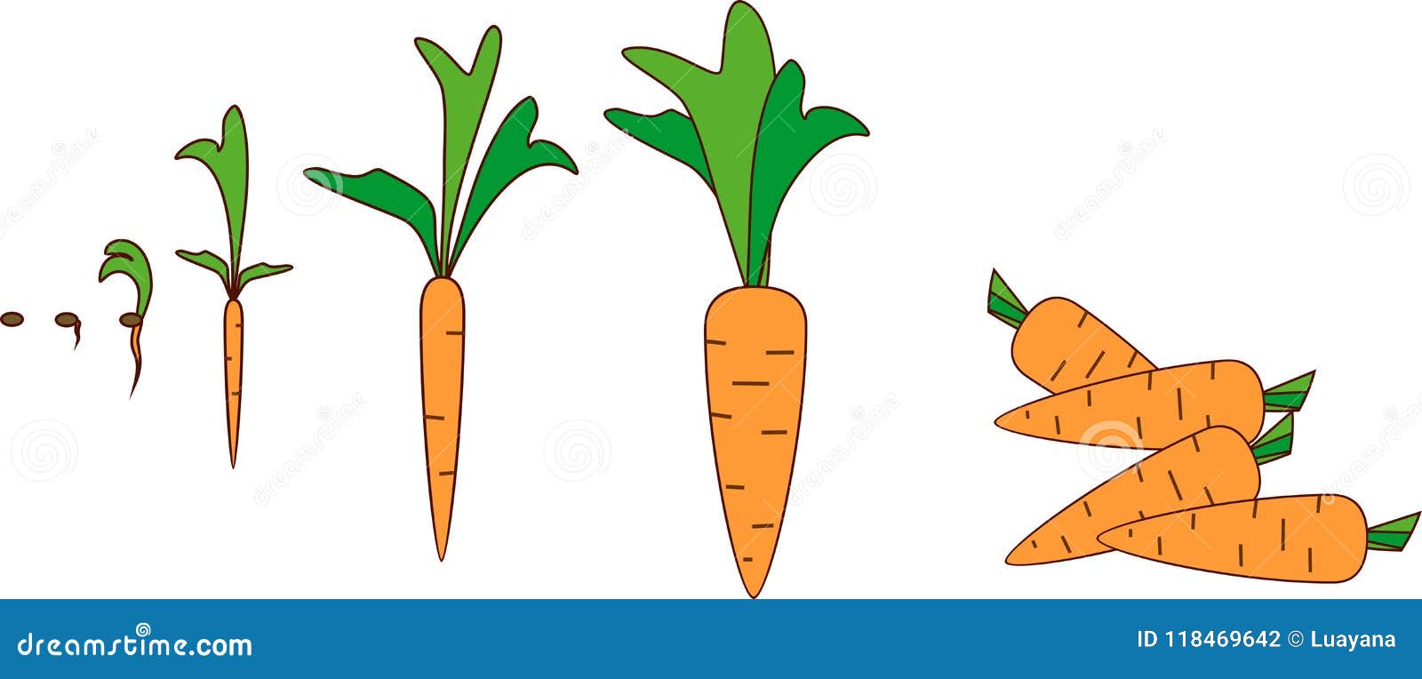 Cartoon Carrot on White Background Stock Vector - Illustration of ...