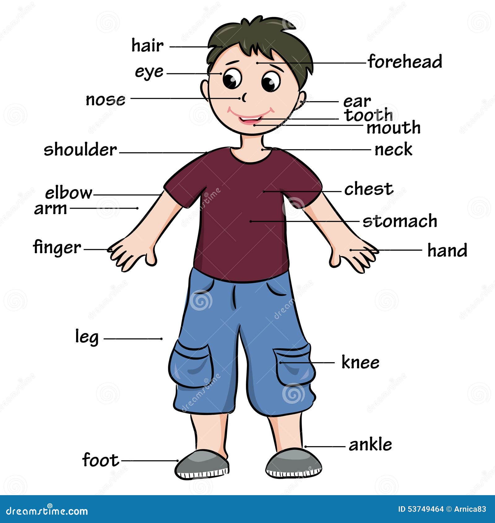 Premium Vector | Educational infographic chart with human body parts on  cute cartoon boy