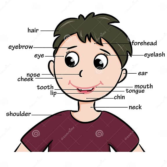 Cartoon Child Vocabulary Of Body Parts Stock Vector Illustration Of