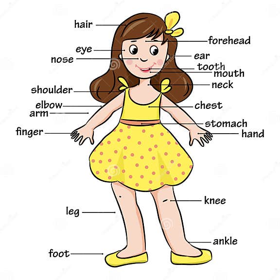 Cartoon Child Vocabulary Of Body Parts Stock Vector Illustration Of