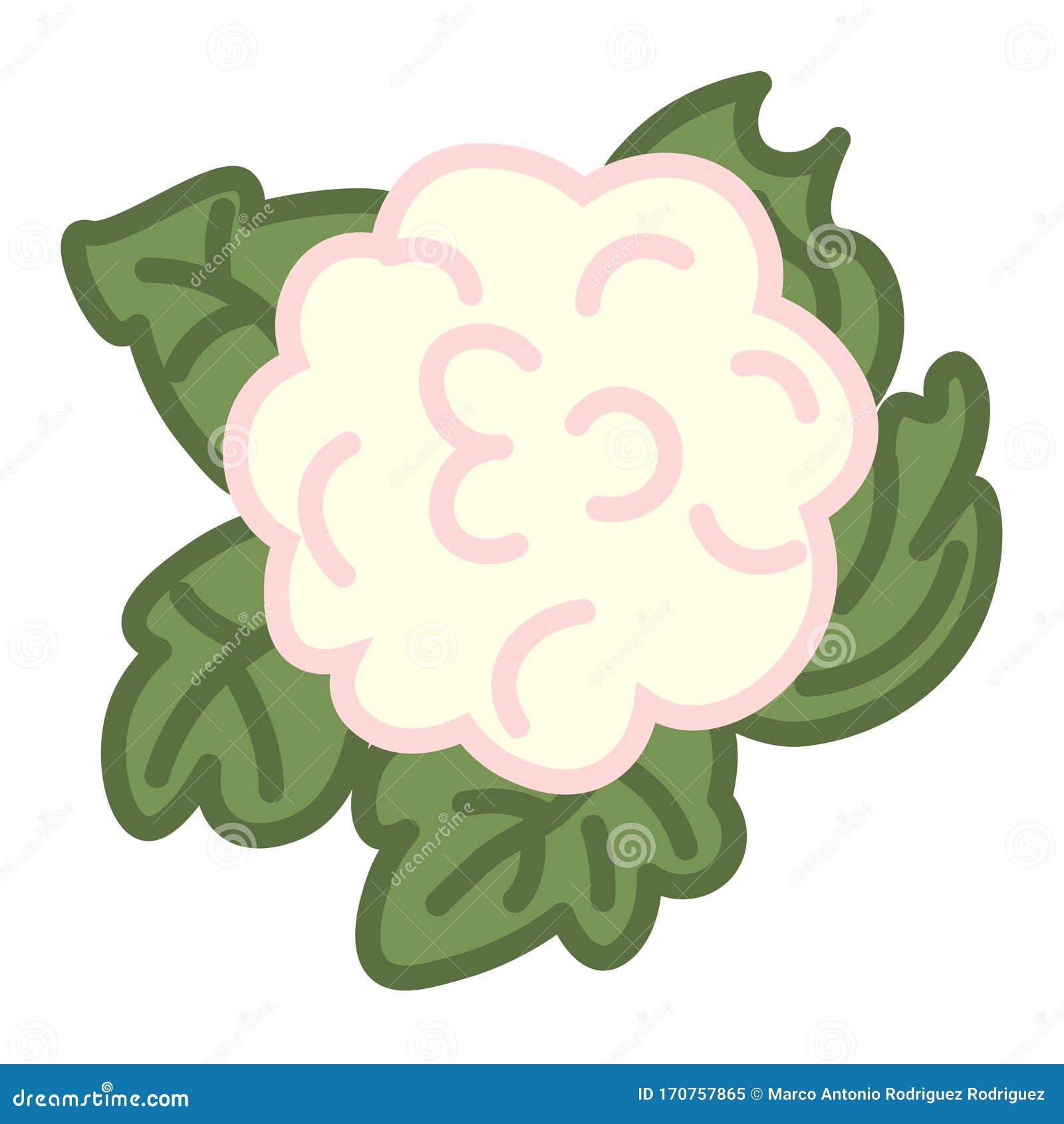 Cartoon Cute Cauliflower Emoji Icon Isolated Stock Illustration Illustration of leaf