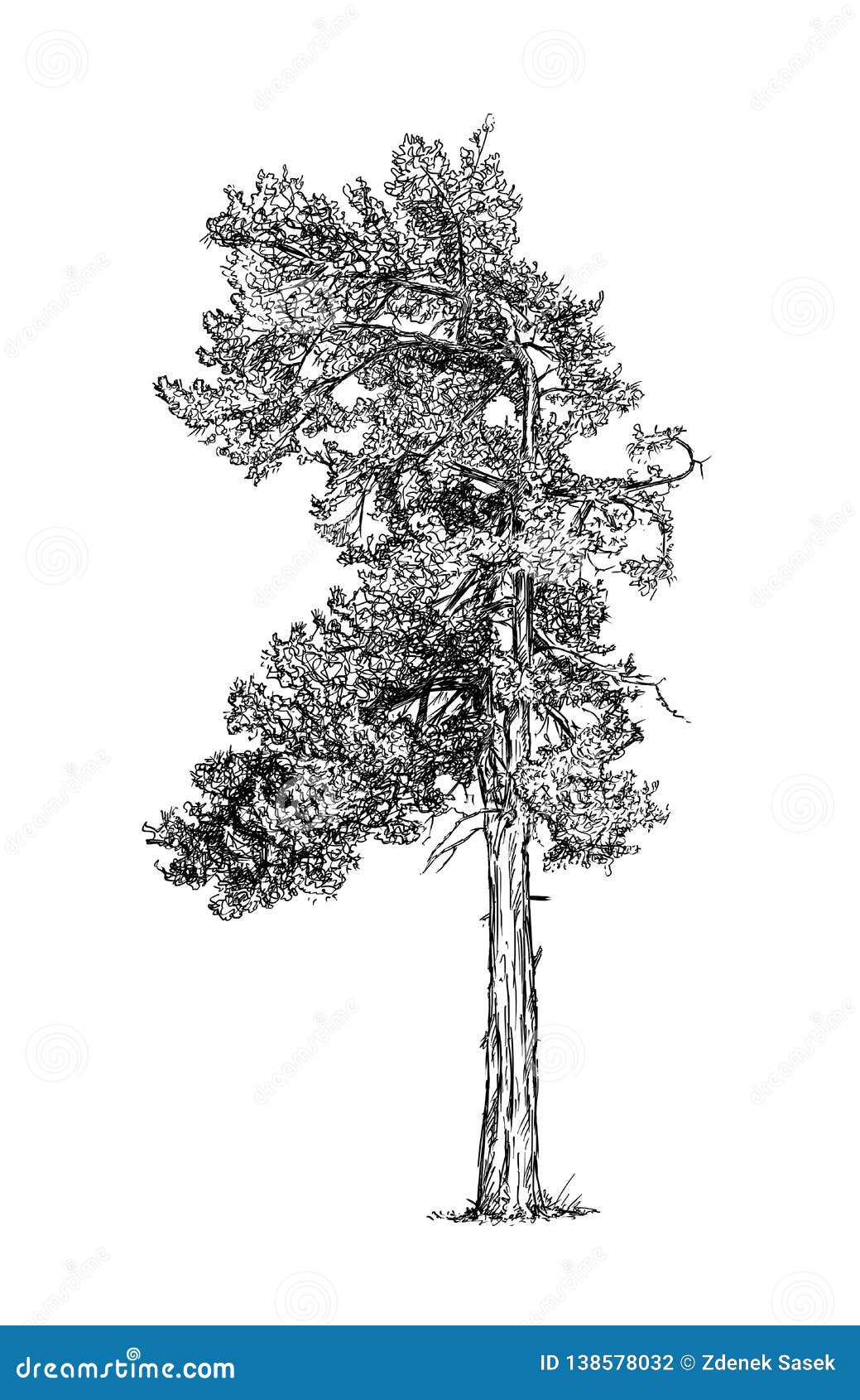 Cartoon Drawing Of Pine Conifer Tree Stock Illustration Illustration Of Black White 138578032