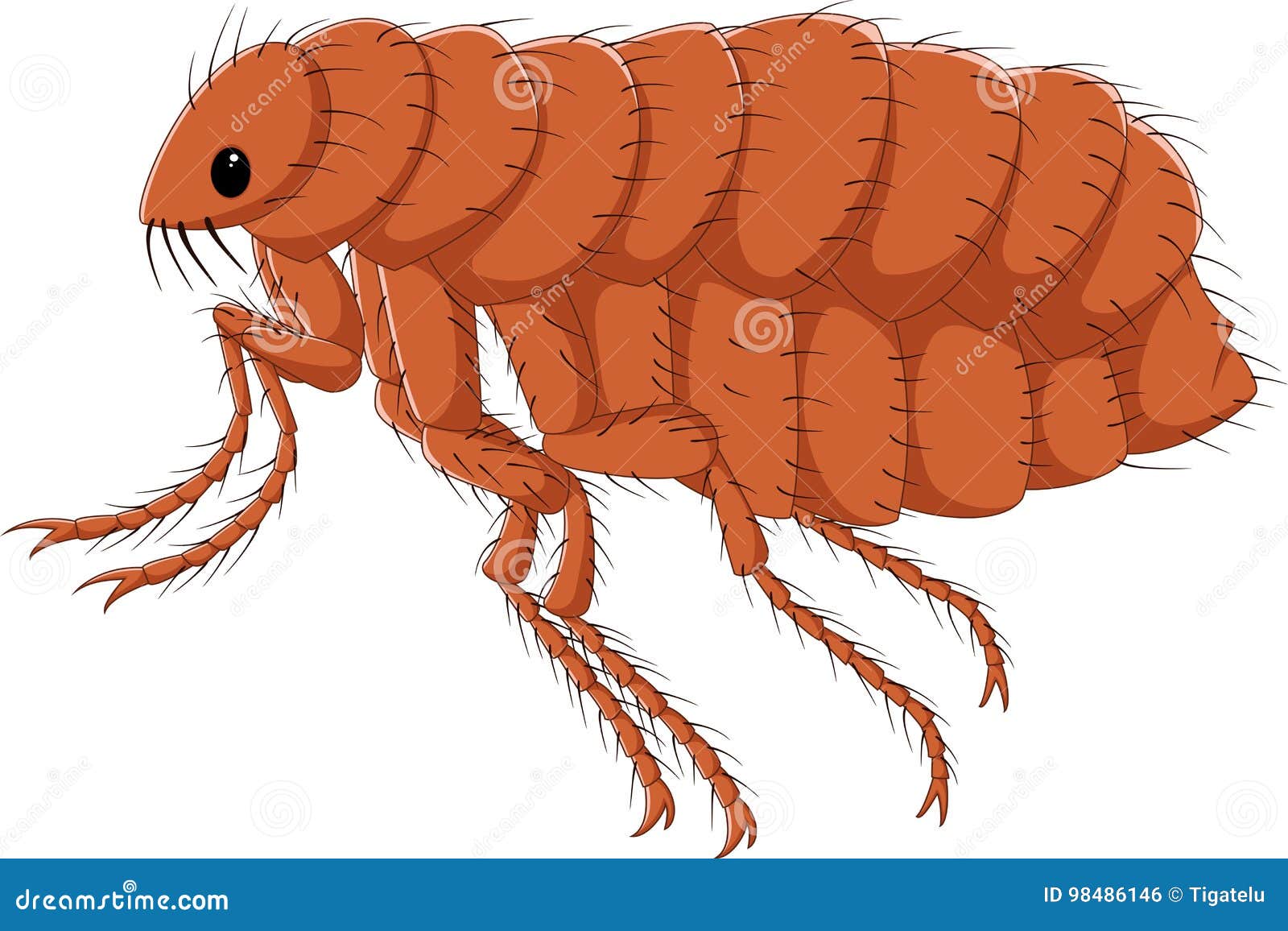 clipt art flea clipt art flea