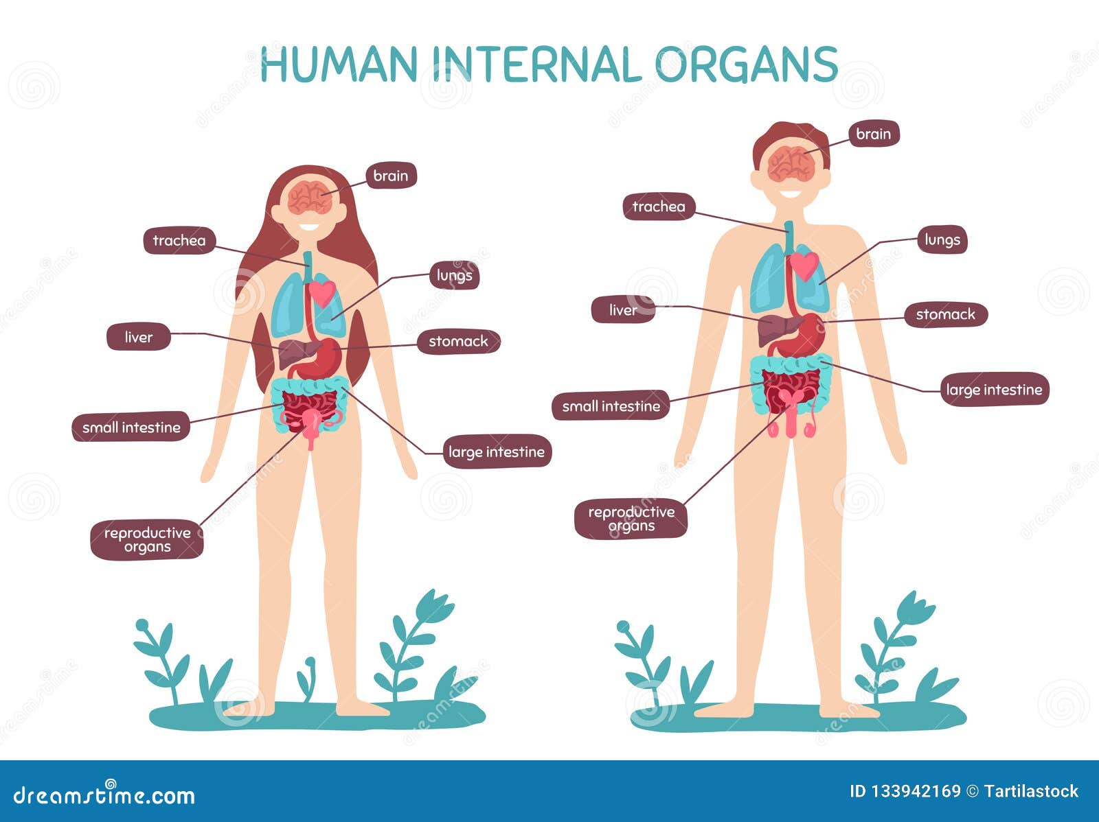 cartoon human body anatomy. male and female internal organs, humans physiology chart  