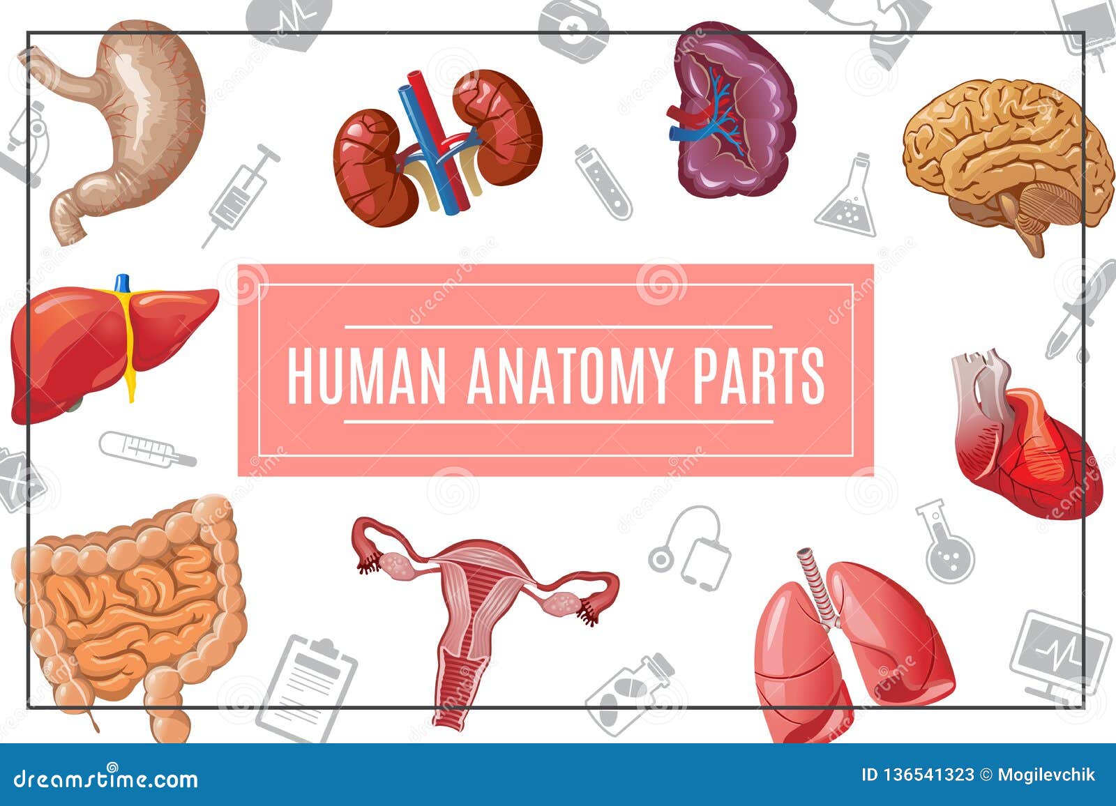 Cartoon Human Body Organs Concept Stock Vector Illustration Of