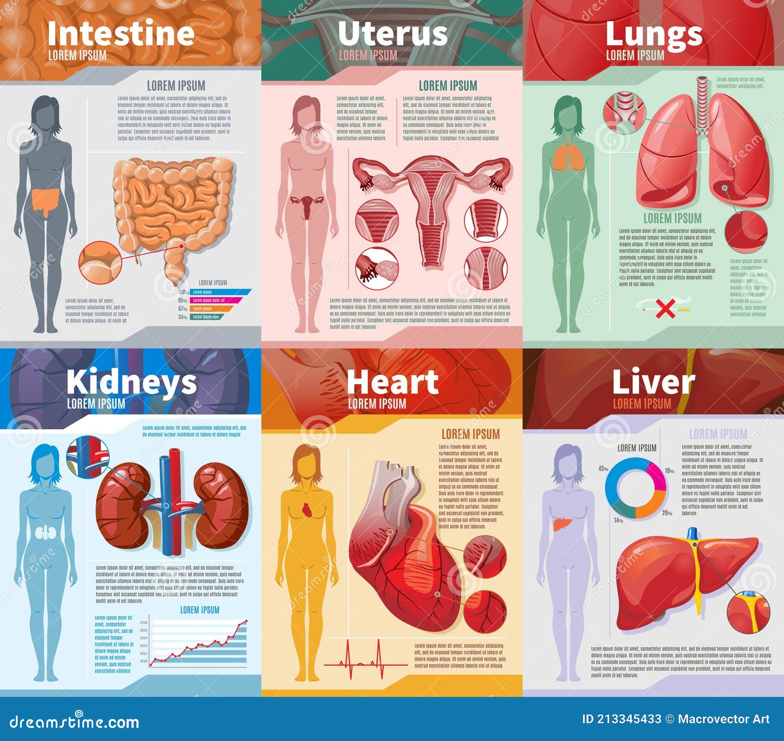 Cartoon Human Internal Organs Infographic Template Stock Vector ...