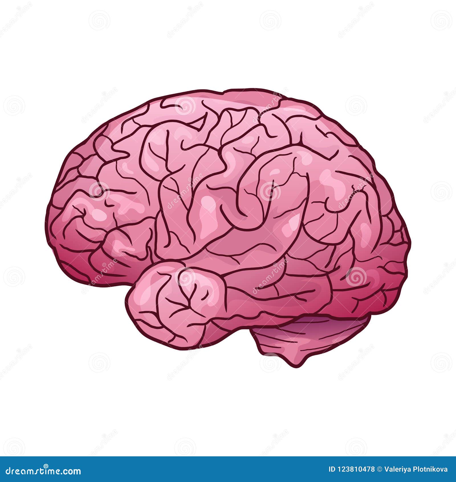 Cartoon Illustration of a Human Brain with Highlights and Shadows. Side ...