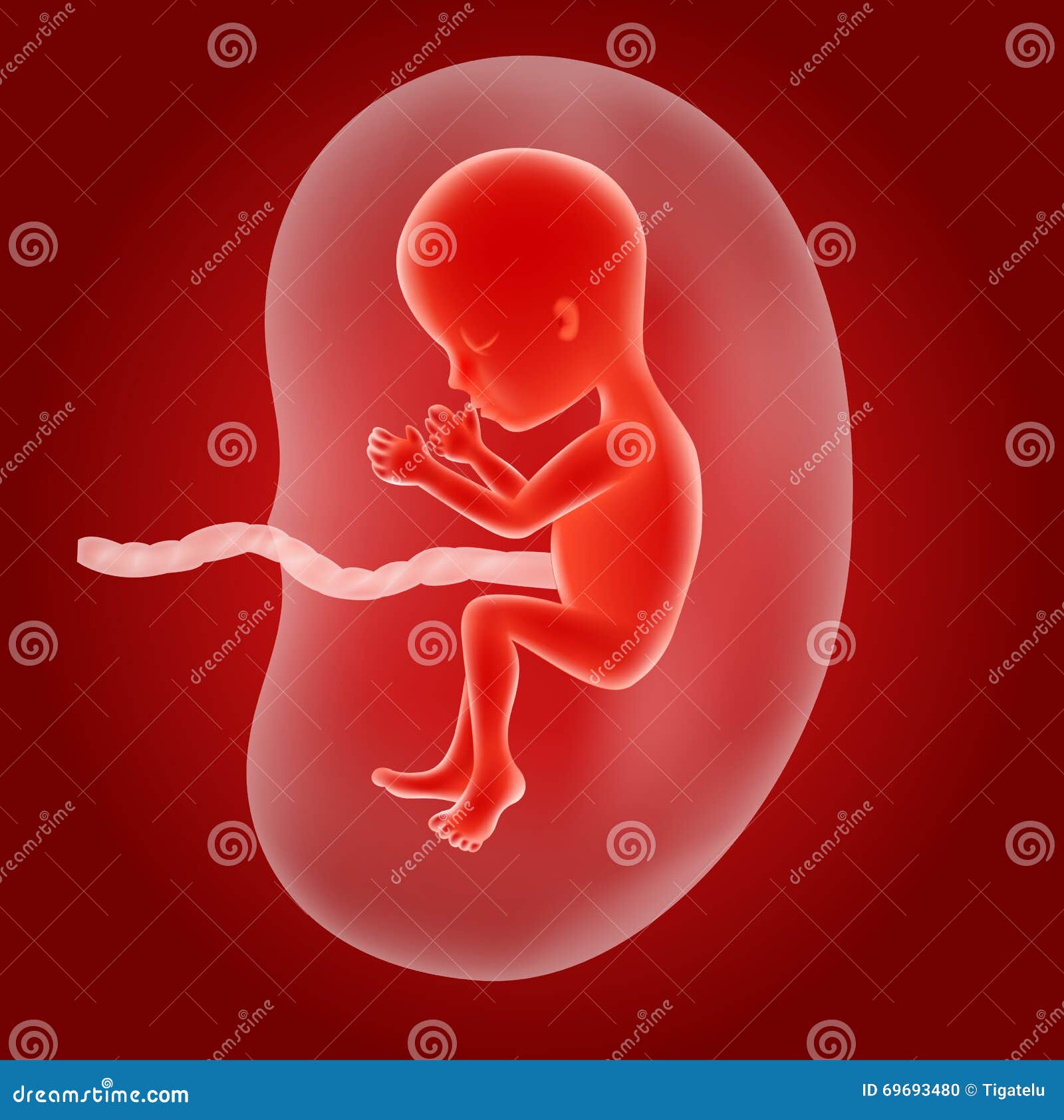 umbilical cord cartoon