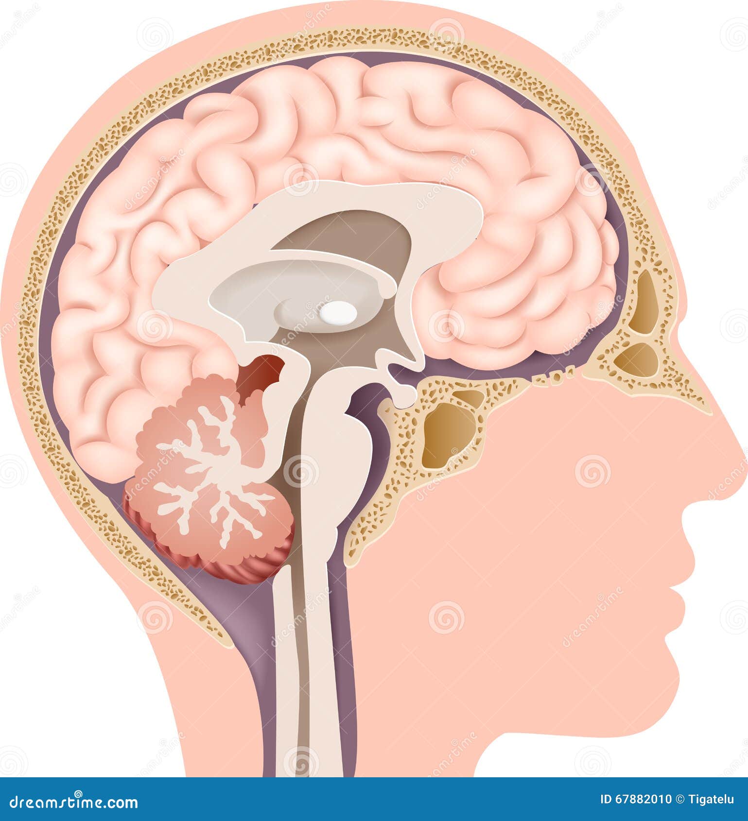 Cartoon Illustration of Human Internal Brain Anatomy Stock Vector - Illustration of diagnosis, head: 67882010 Cartoon Illustration of Human Internal Brain Anatomy Stock Vector - Illustration of diagnosis, head: 67882010