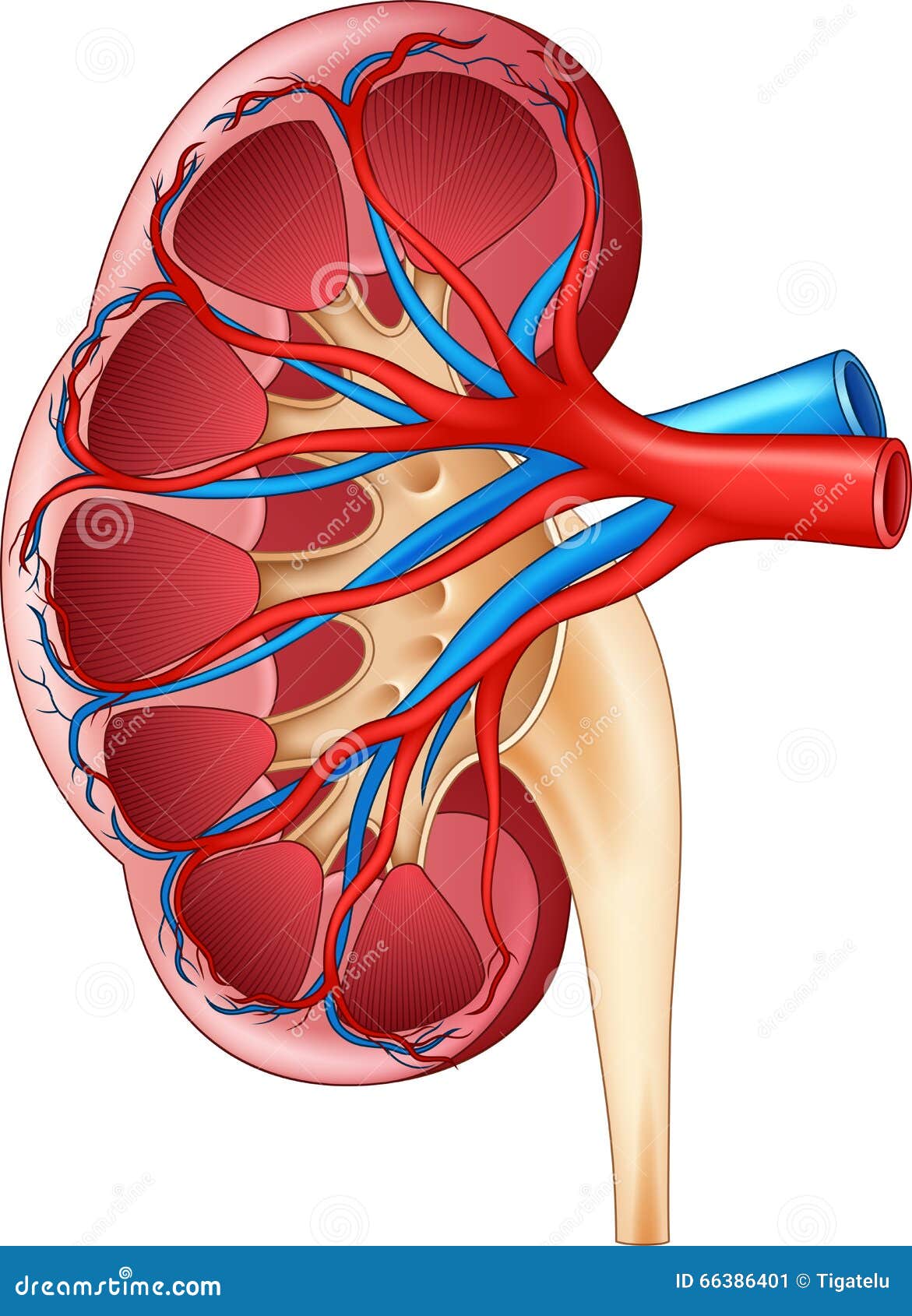 Cartoon Illustration Of Human Internal Kidney Anatomy Stock Vector