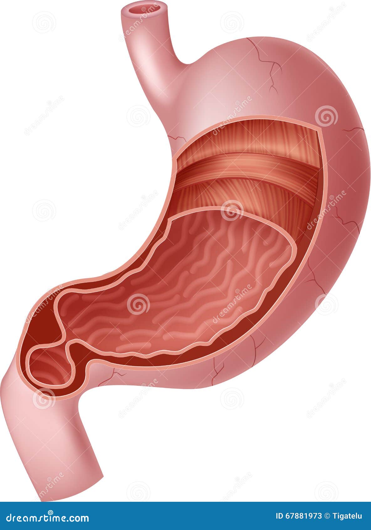 human stomach clipart - photo #25