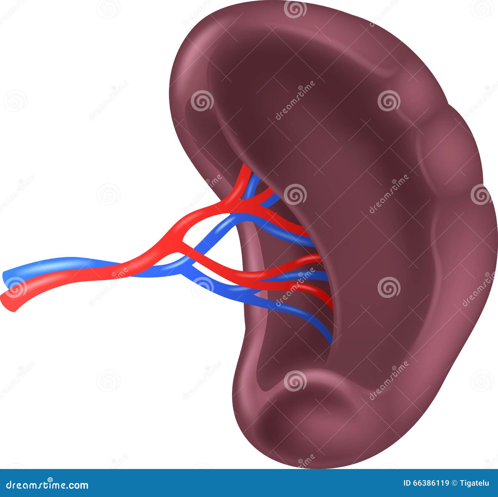 cartoon  of human spleen anatomy