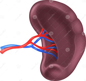 Cartoon Illustration of Human Spleen Anatomy Stock Vector ...