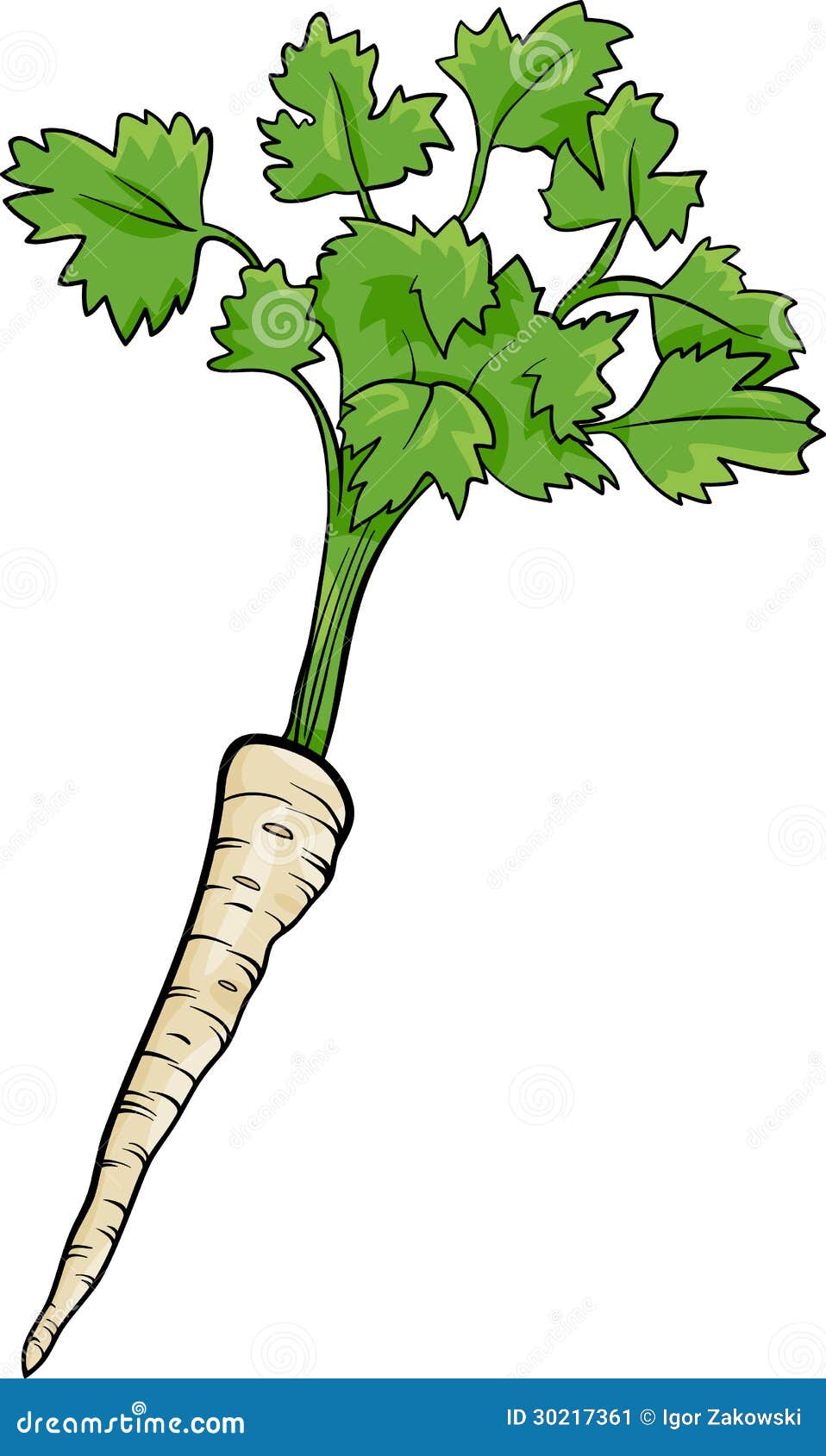 Parsley Root Vegetable Cartoon Illustration Stock Vector Illustration