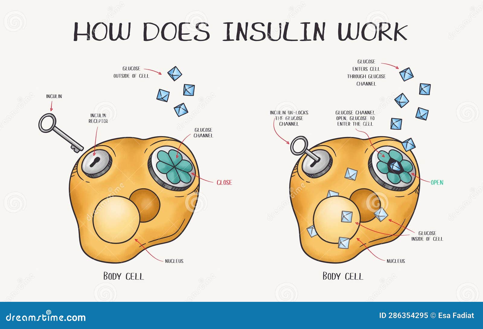 Cell metabolism animation