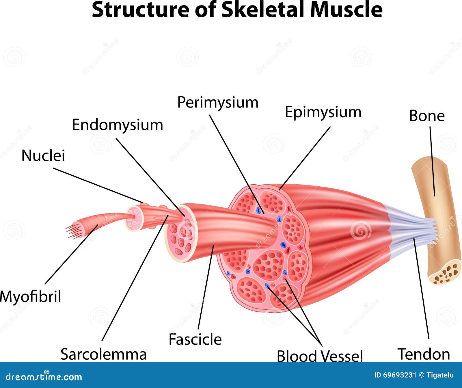 Muscle Skeletal Muscle Cell  A hand drawn sketch by Dr Ch  Flickr