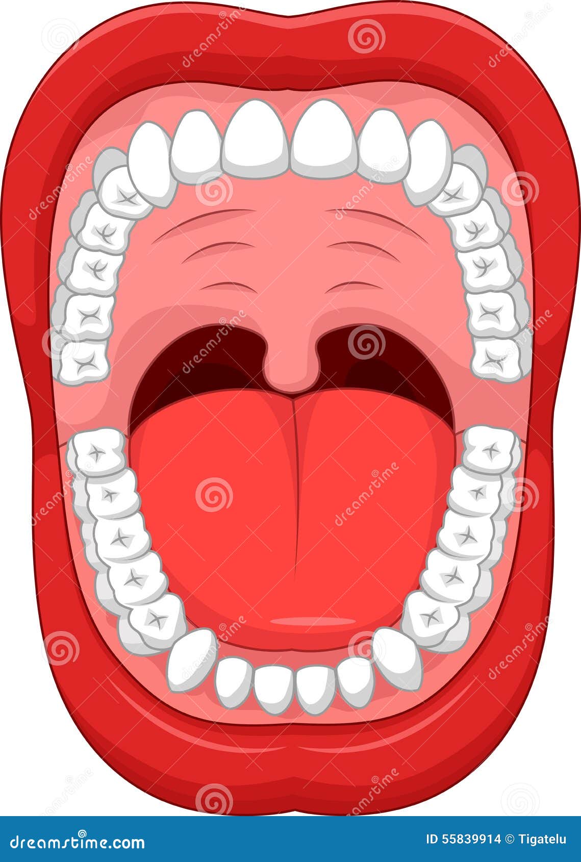 Teeth In Human Mouth 23