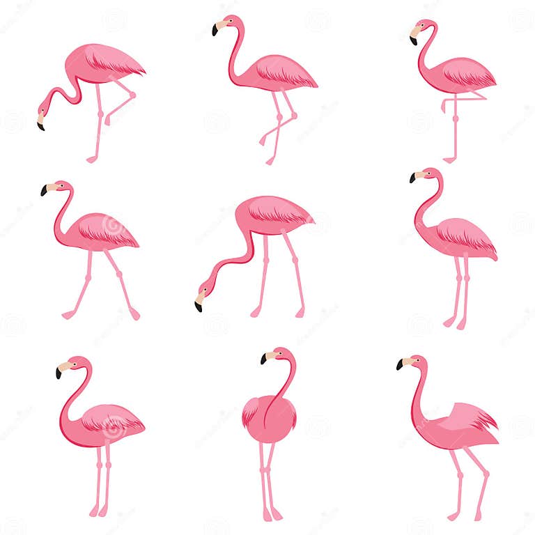 Cartoon Pink Flamingo Vector Set. Cute Flamingos Collection Stock ...