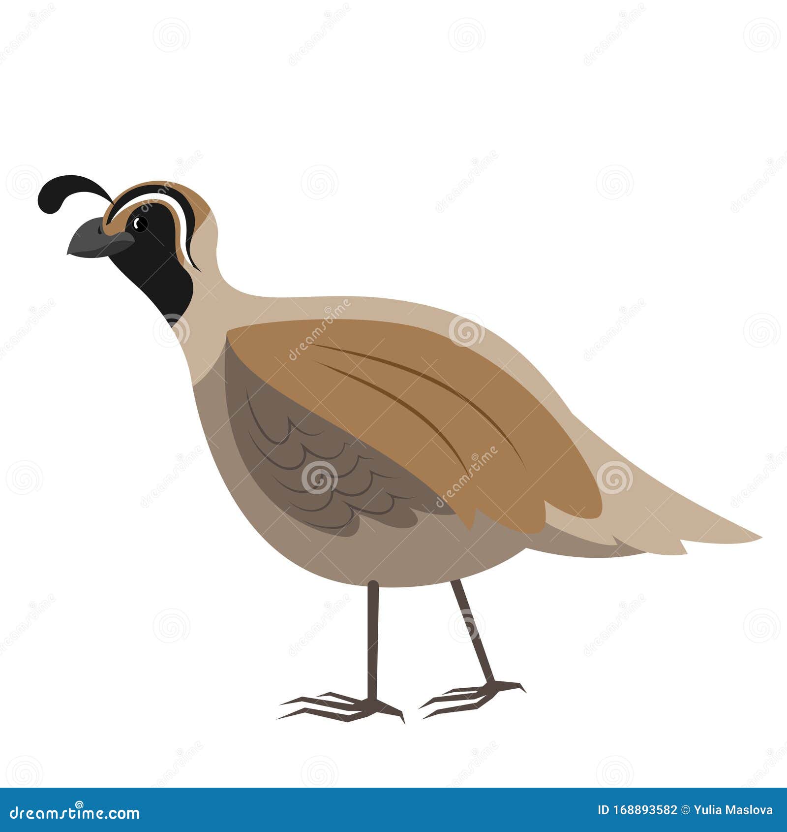 Featured image of post How To Draw A Cartoon Quail This one is a lot of fun and super simple for young artists