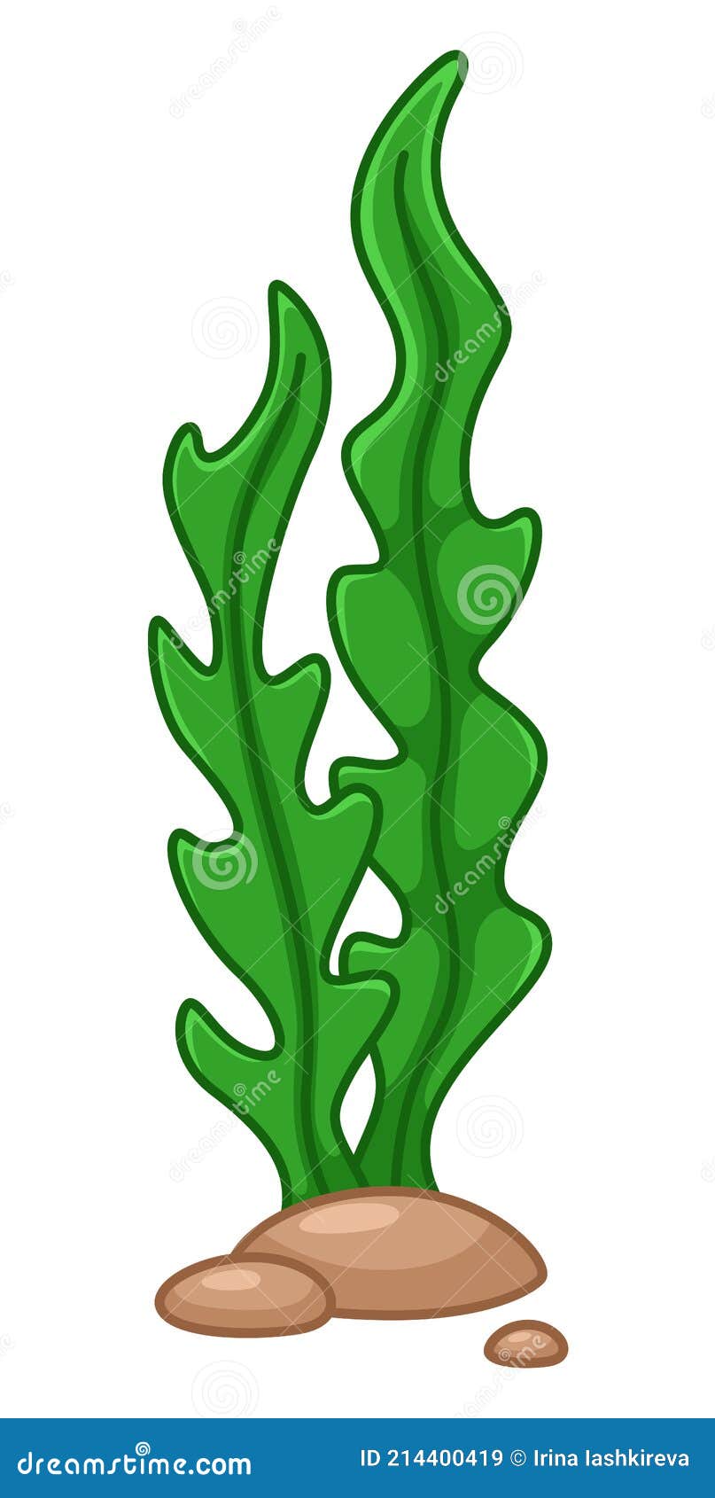 Cartoon Seaweed Isolated on White Background. Stock Vector - Illustration of natural, graphic: 214400419 Cartoon Seaweed Isolated on White Background. Stock Vector - Illustration of natural, graphic: 214400419