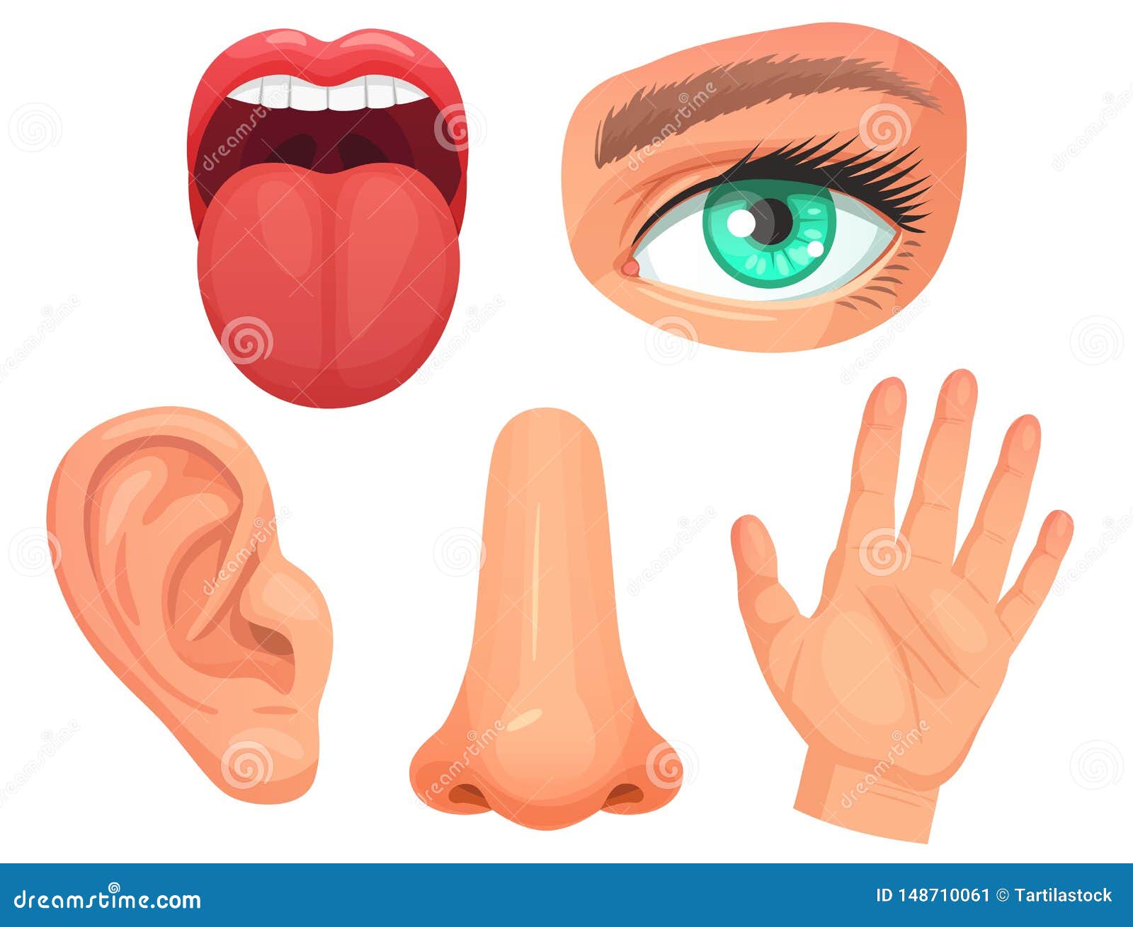 cartoon sensory organs. senses organs, eyes vision, nose smell, tongue taste buds, skin touch and hearing ears 