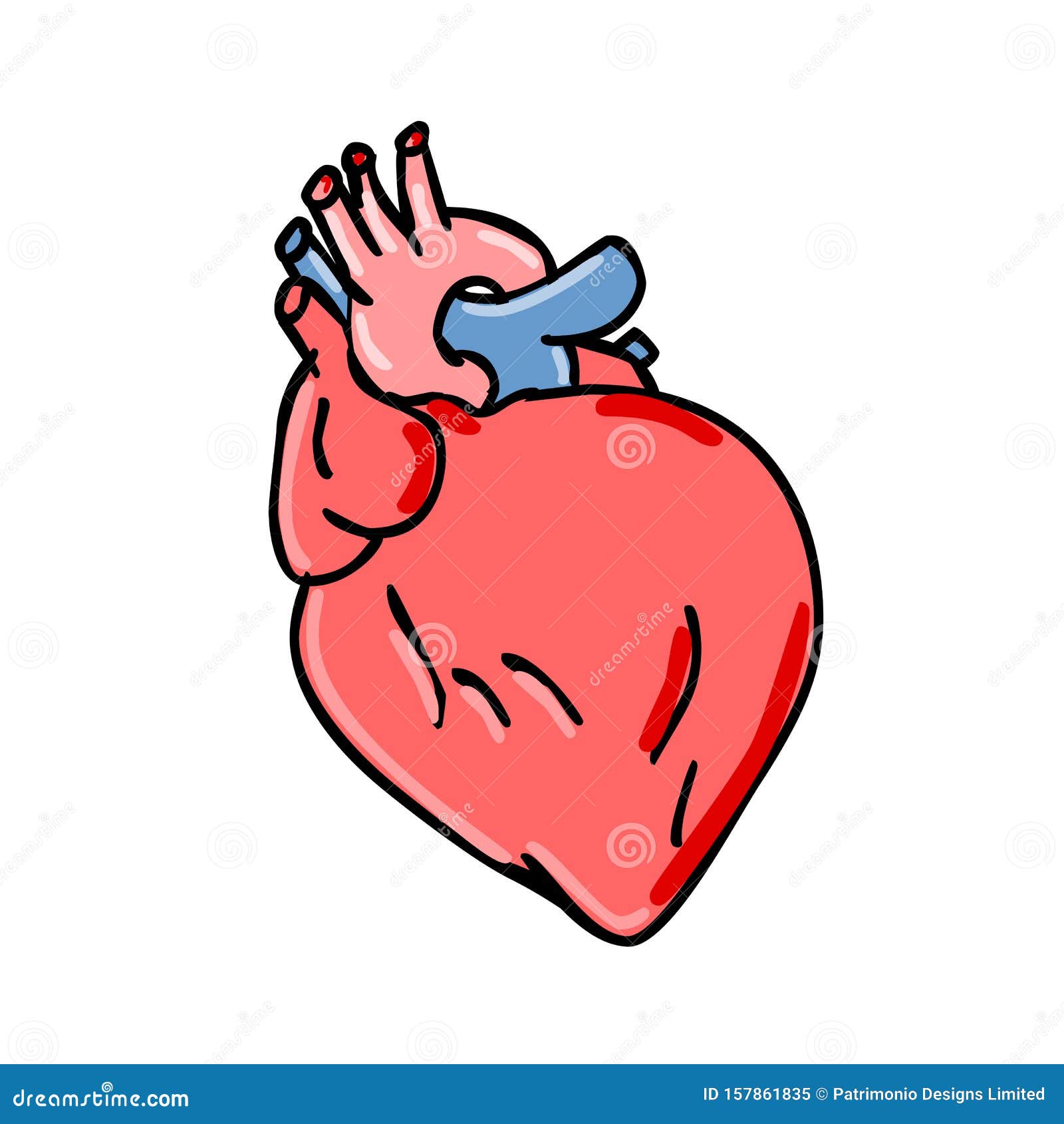 Human Heart Cartoon. 