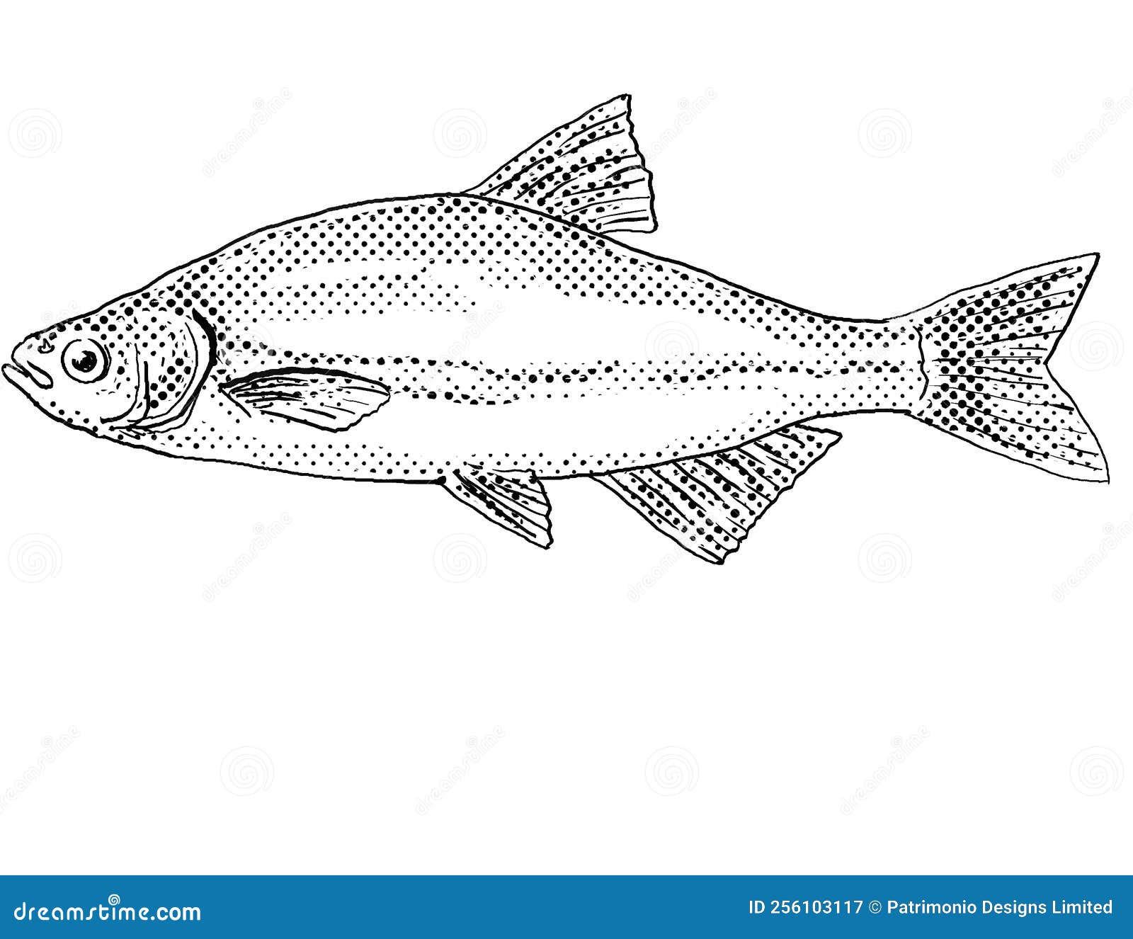 golden shiner or notemigonus crysoleucas freshwater fish cartoon drawing
