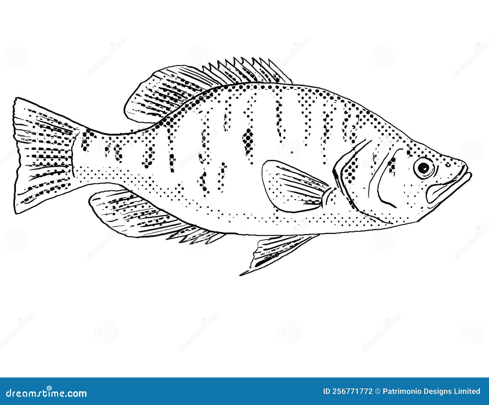 White Crappie Pomoxis Annularis, Goldring or Silver Perch Freshwater Fish  Cartoon Drawing Stock Illustration - Illustration of artwork, sketch:  256771772