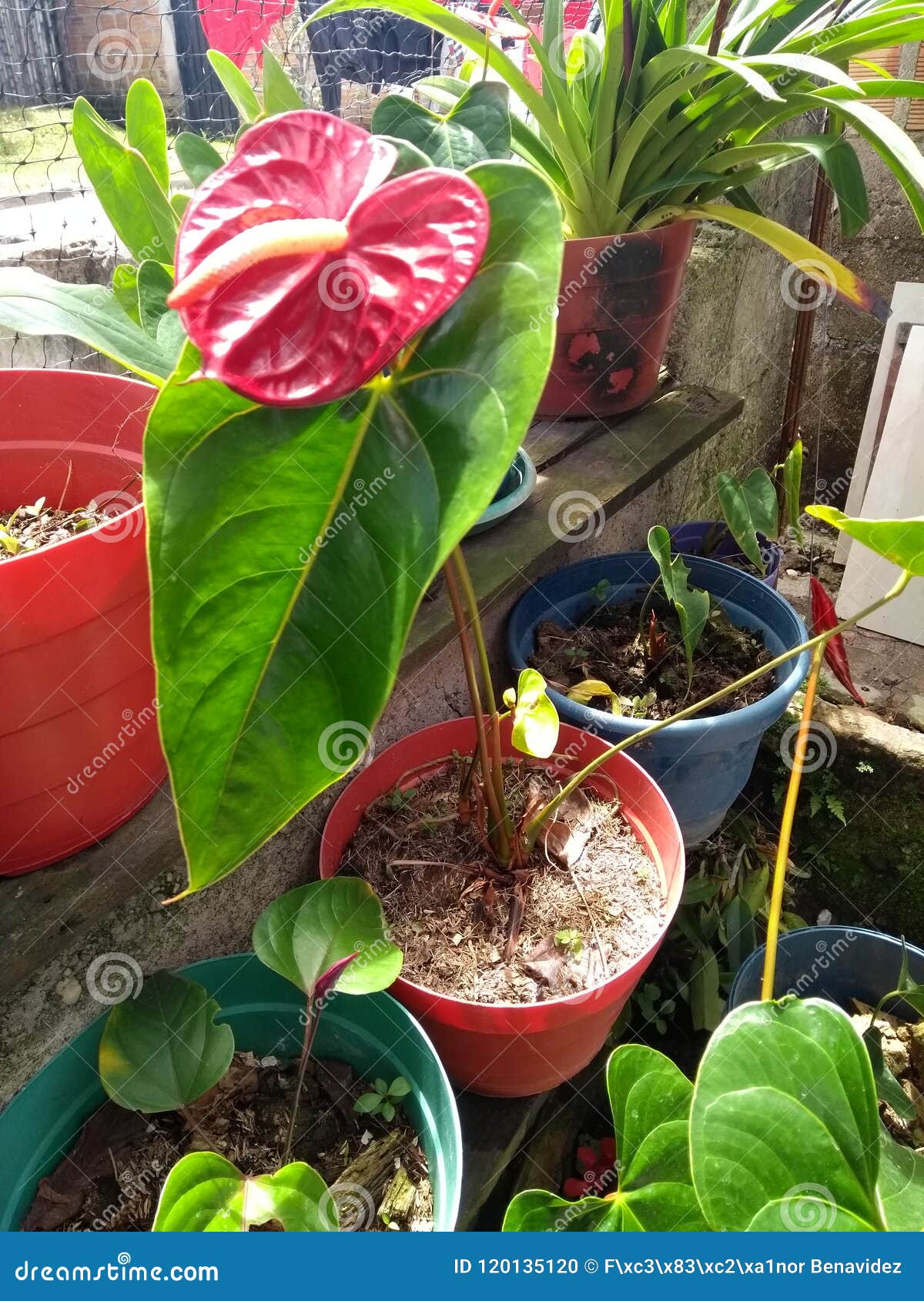 Cartucho Rojo foto de archivo. Imagen de flor, plantas - 120135120