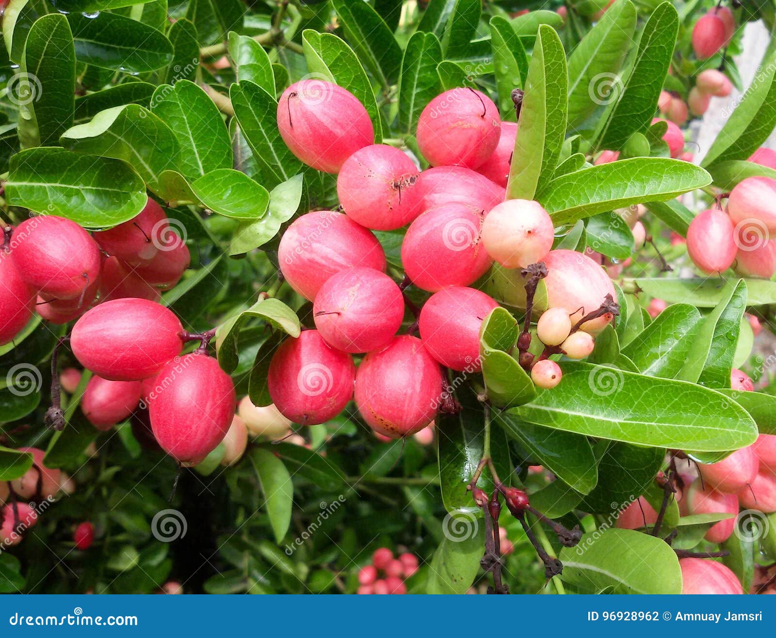 Trees with pink fruit