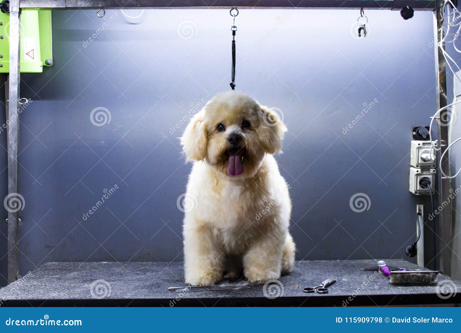 carved dog of small breed canine hairdresser at home