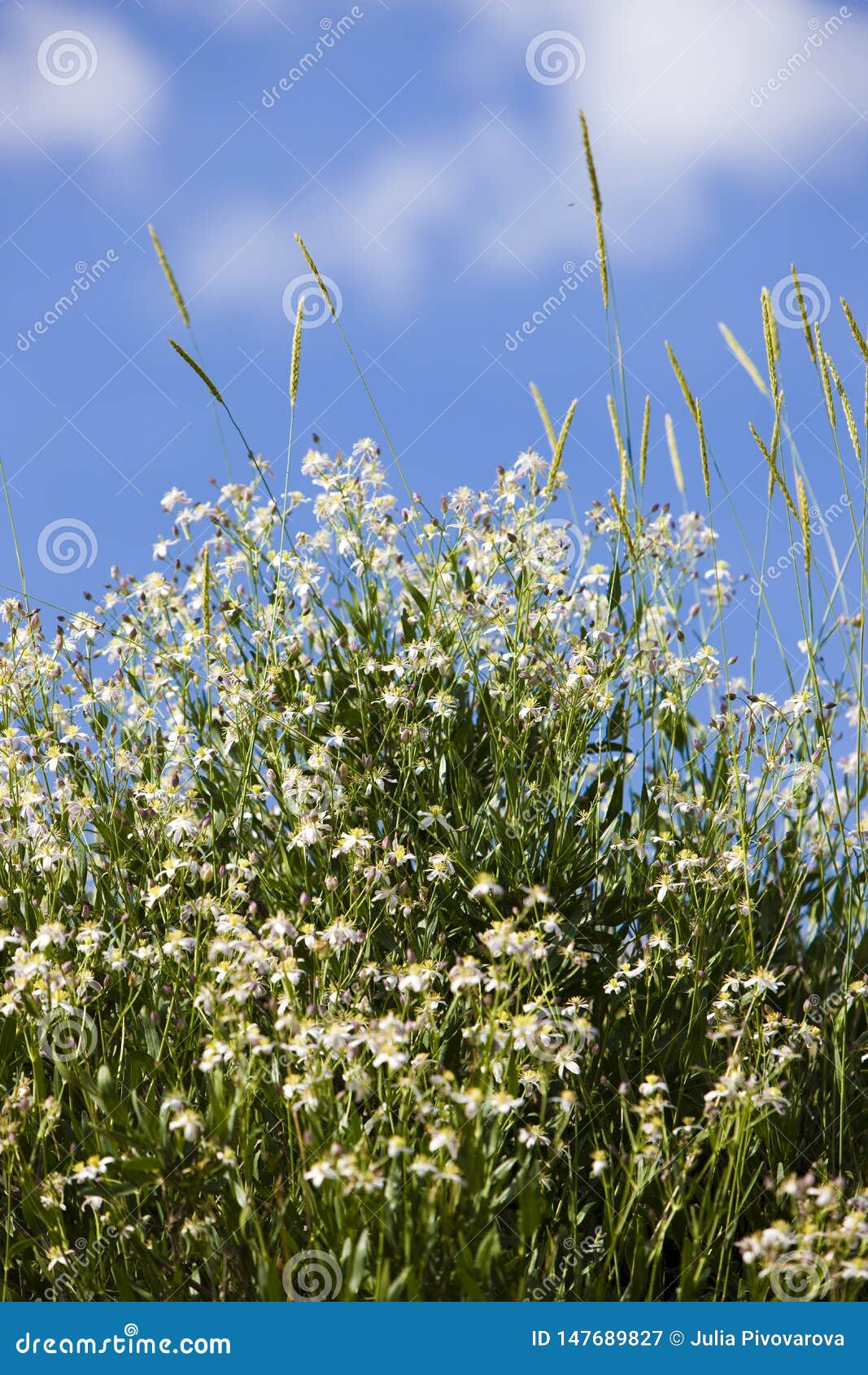 caryophyllaceae / gypsophila sp. white flowers. plateau assy
