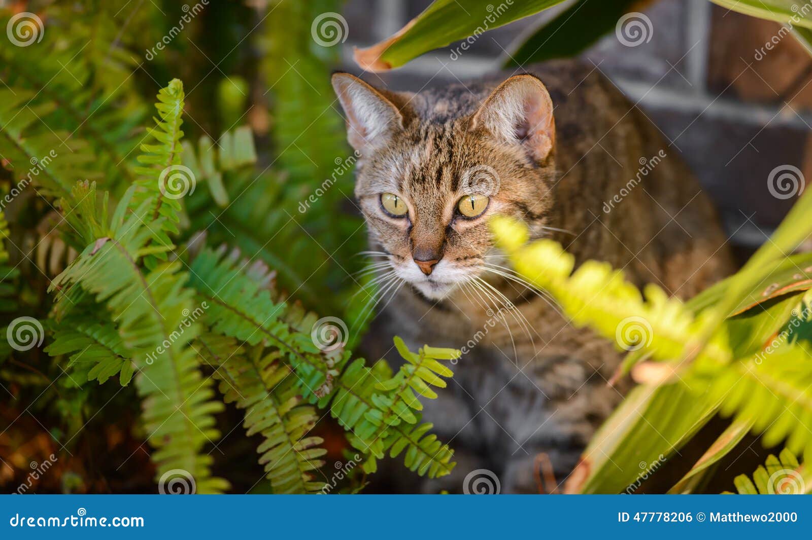 Casa Cat Lurking foto de archivo. Imagen de lindo, agradable - 47778206