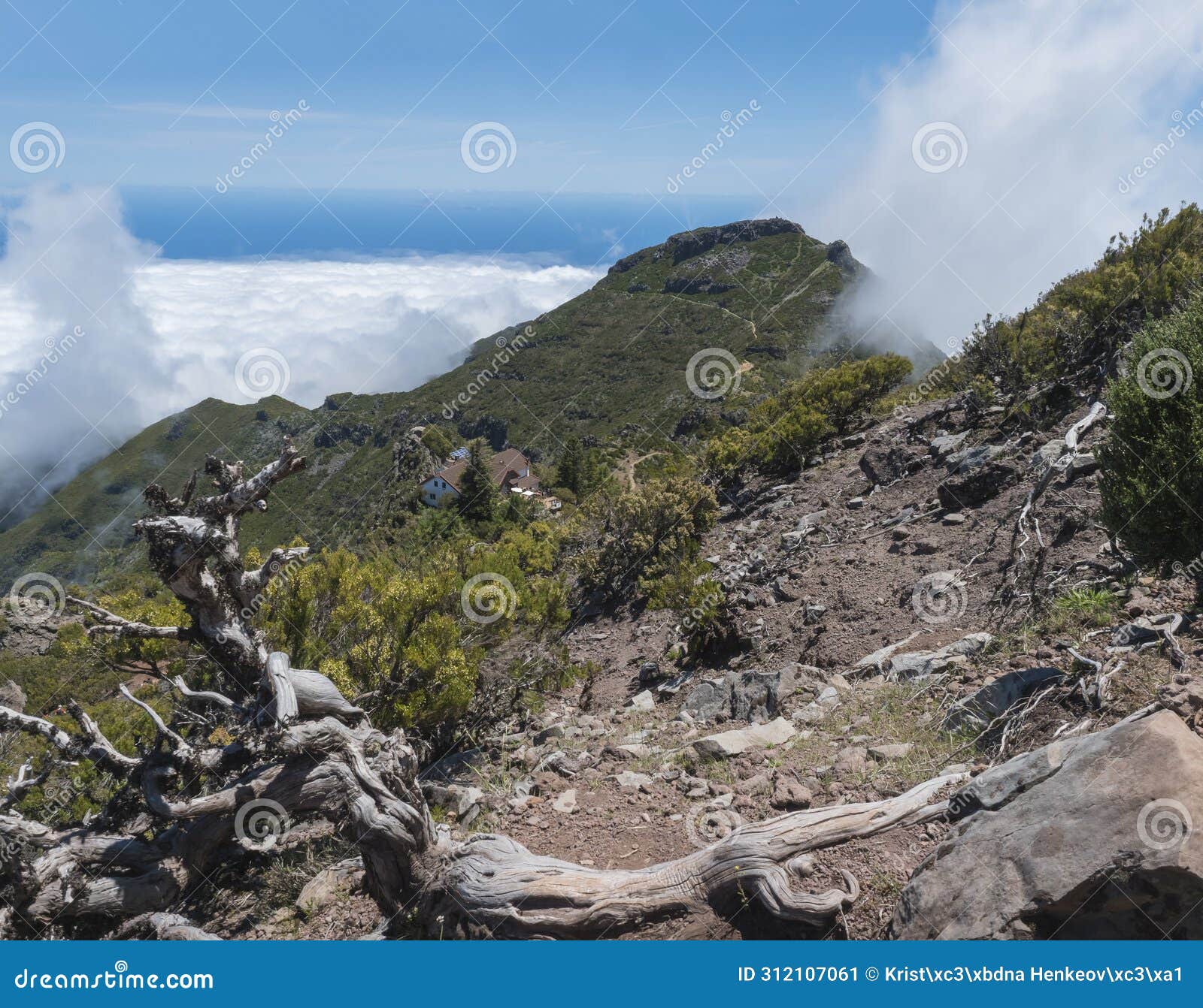 casa de abrigo do pico ruivo seen over white dry tree trunk. green mountains covered with heather and flowers in misty