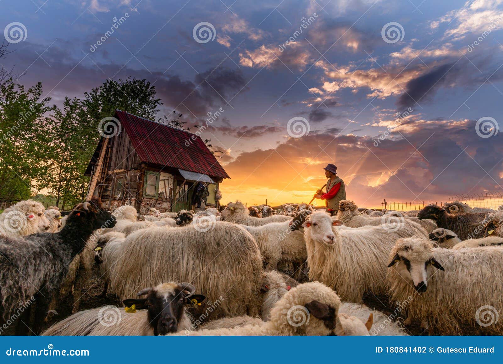 Fangoso Polvoriento Suposición Casa De Pastores En Transylvania Rumania Pastor Rodeado De Ovejas En La Granja En El Campo Fotografía editorial - Imagen de cara, aéreo: 180841402 Fangoso Polvoriento Suposición Casa De Pastores En Transylvania Rumania Pastor Rodeado De Ovejas En La Granja En El Campo Fotografía editorial - Imagen de cara, aéreo: 180841402