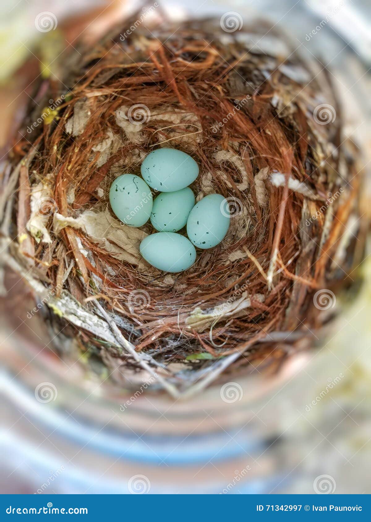 Casa Finch Eggs imagen de archivo. Imagen de paja, principio 71342997