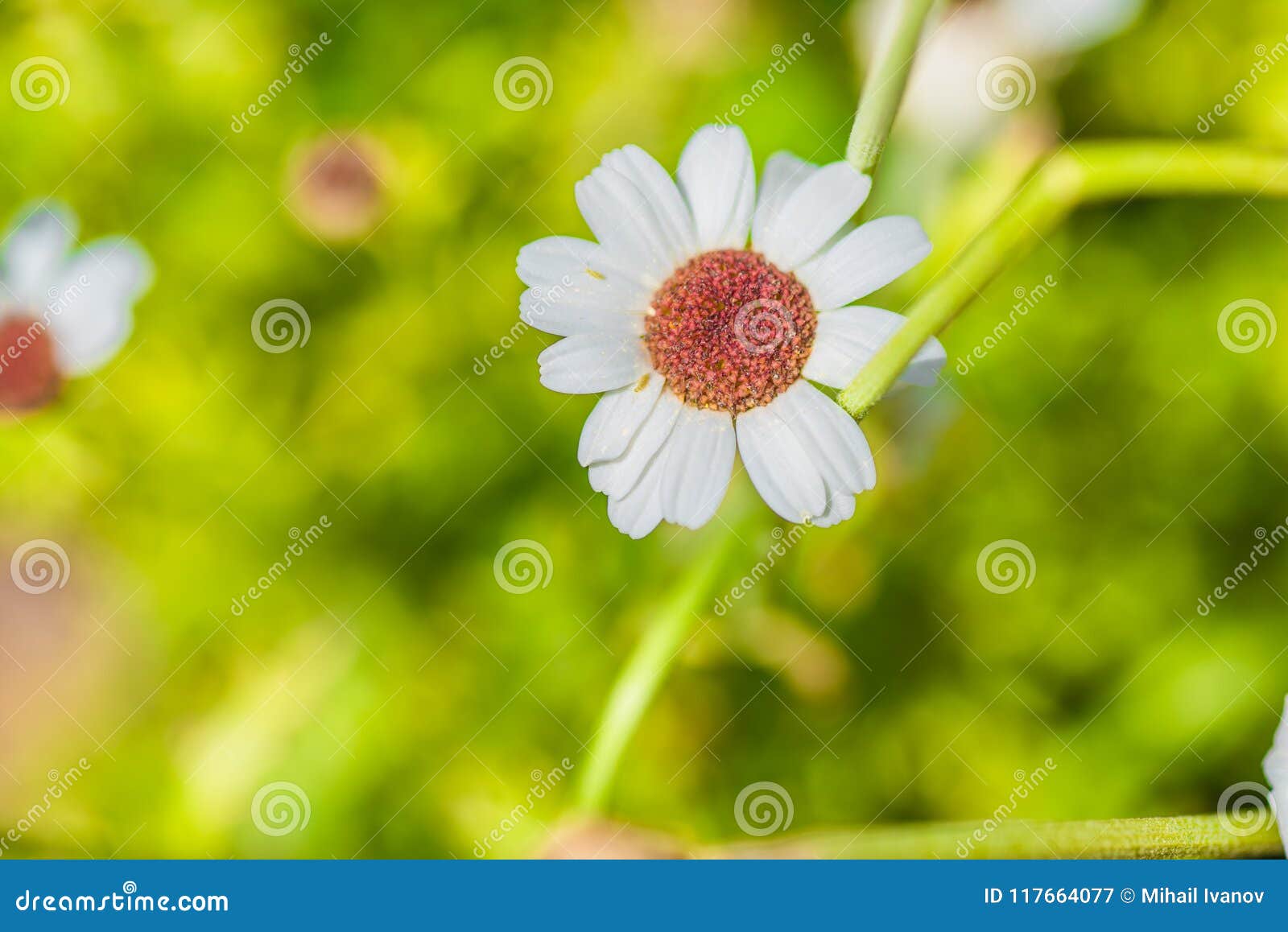 rhodanthemum hybrida casablanca