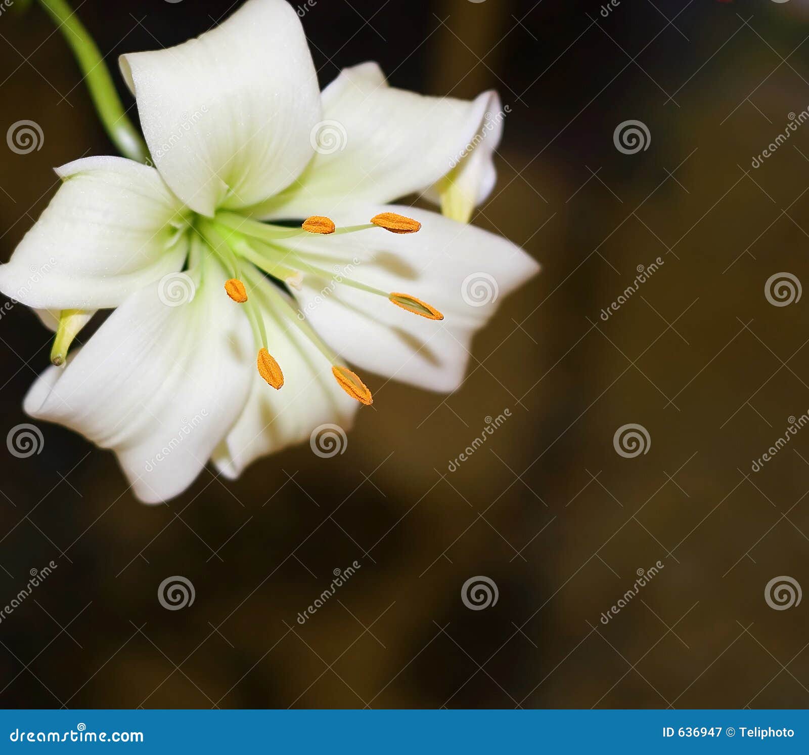 Casablanca Lily stock image. Image of single, stamen, aroma 636947
