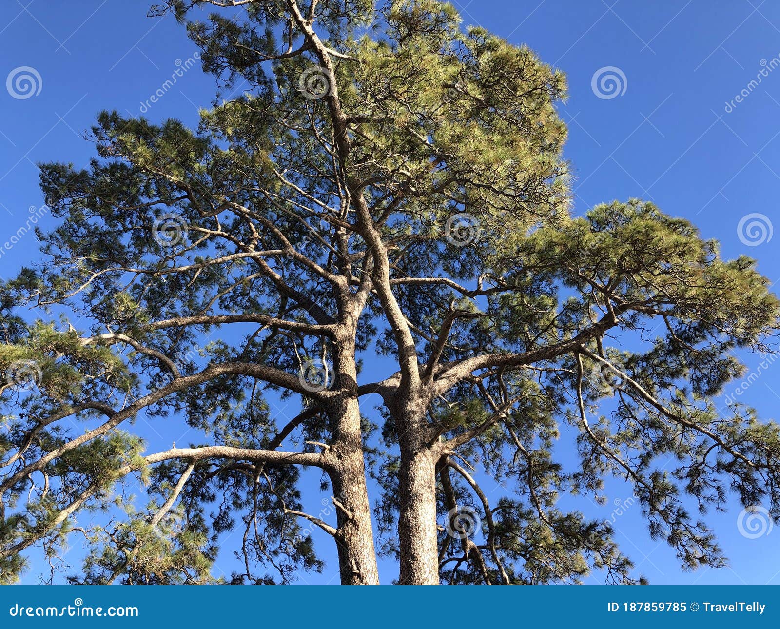 casandra tree legendary old tree at las ninas reservoir