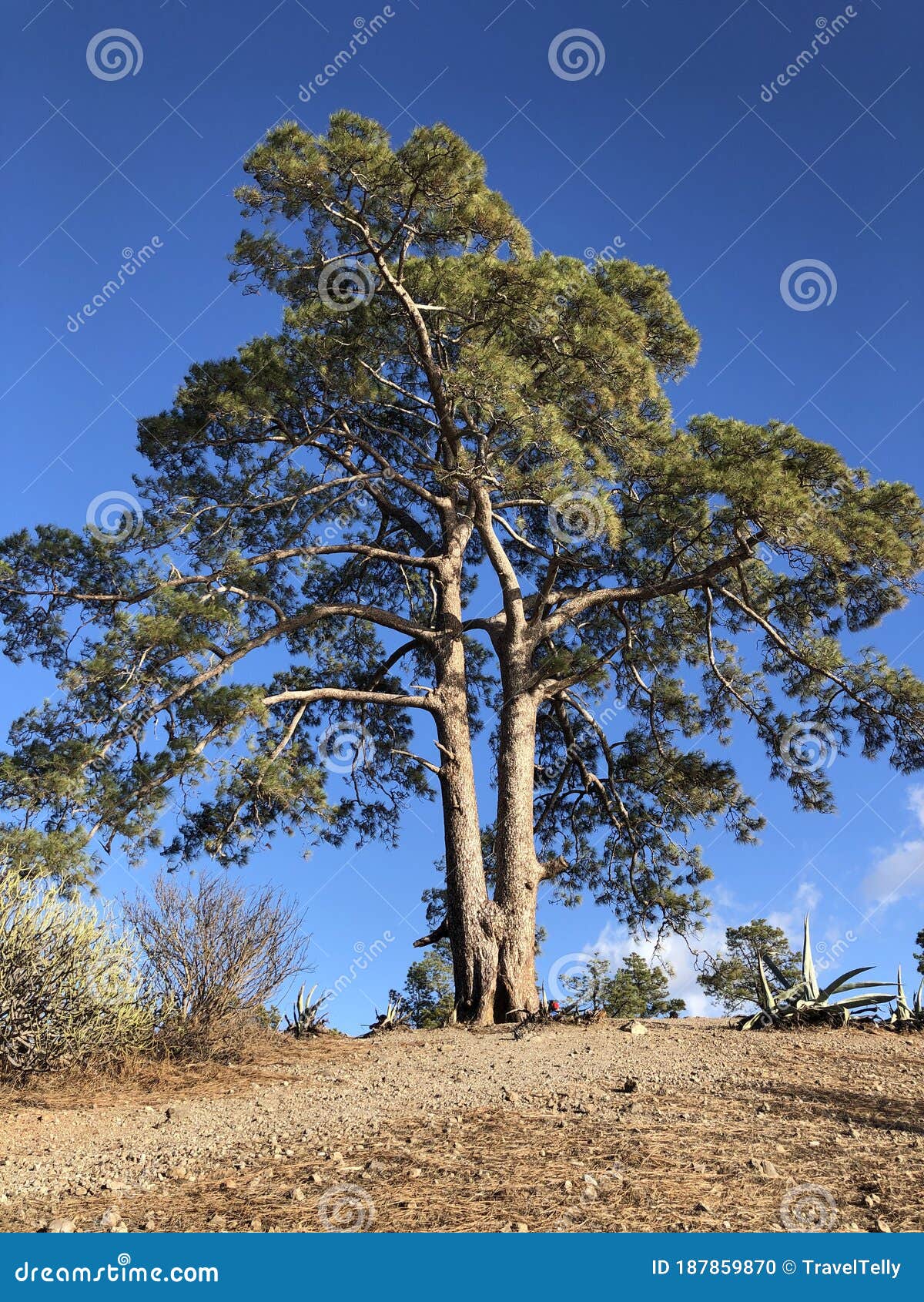 casandra tree legendary old tree at las ninas reservoir