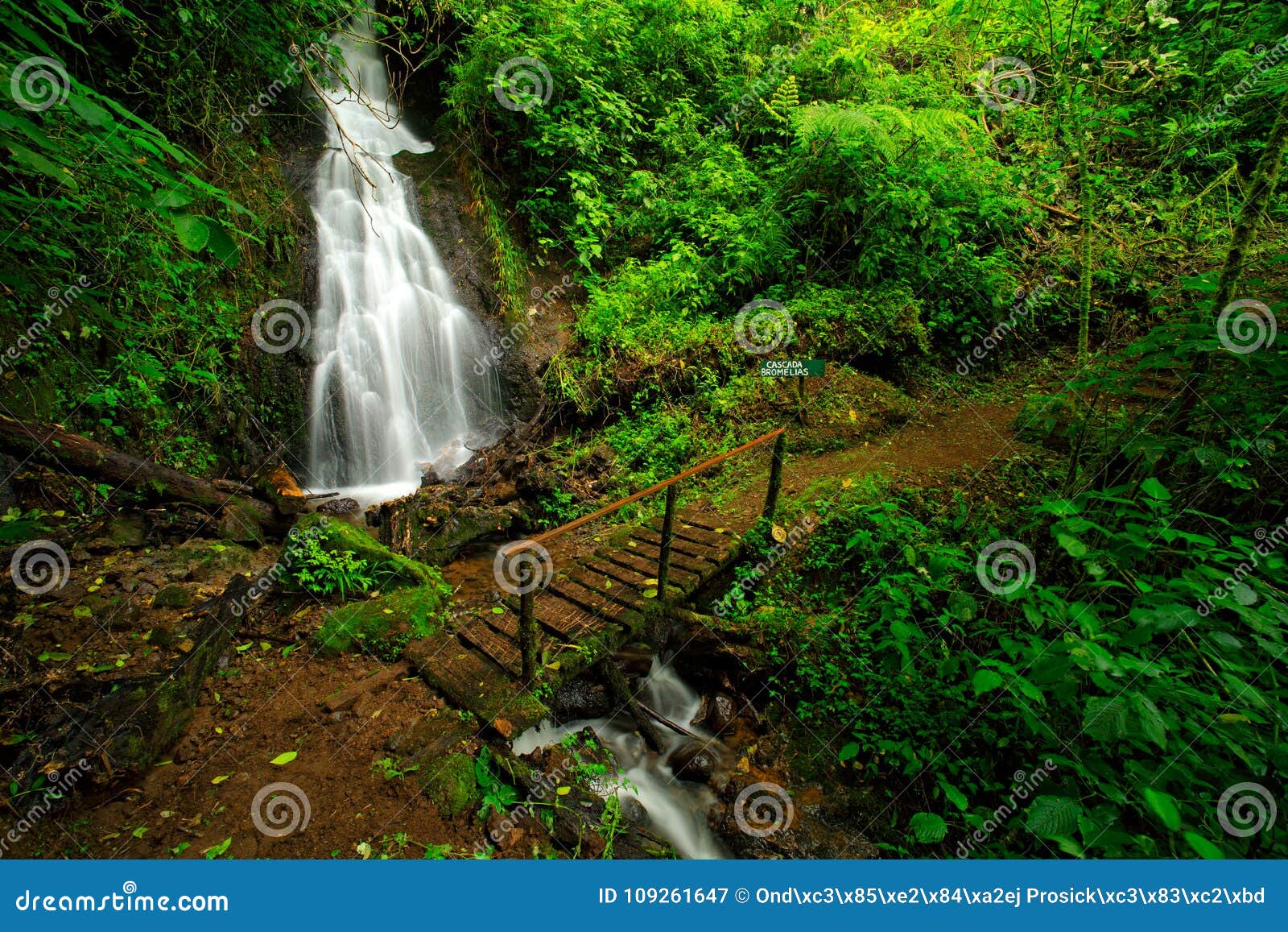 cascada bromelias, waterfall tapanti national park, costa rica. holiday in tropic forest, green tropic forest, costa rica. travell