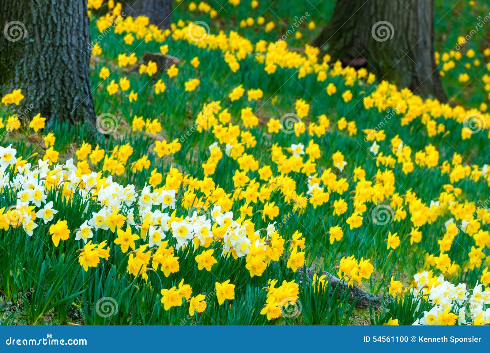 Cascade of daffodils stock photo. Image of morning, horizontal 54561100