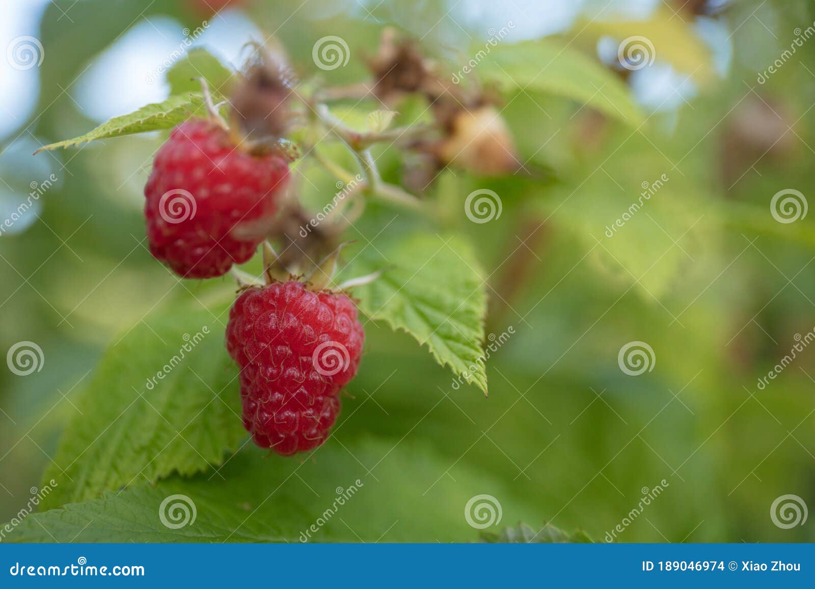 CASCADE DELIGHT raspberry stock photo. Image of delicious 189046974