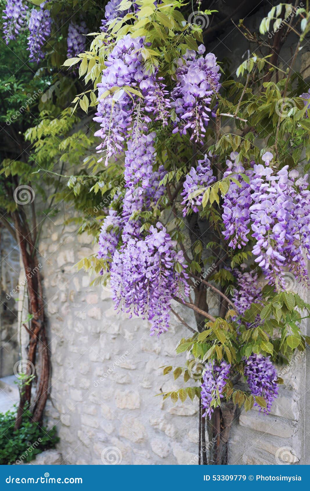 Cascade Purple Wisteria Vine Stock Image Image of cascading, vine