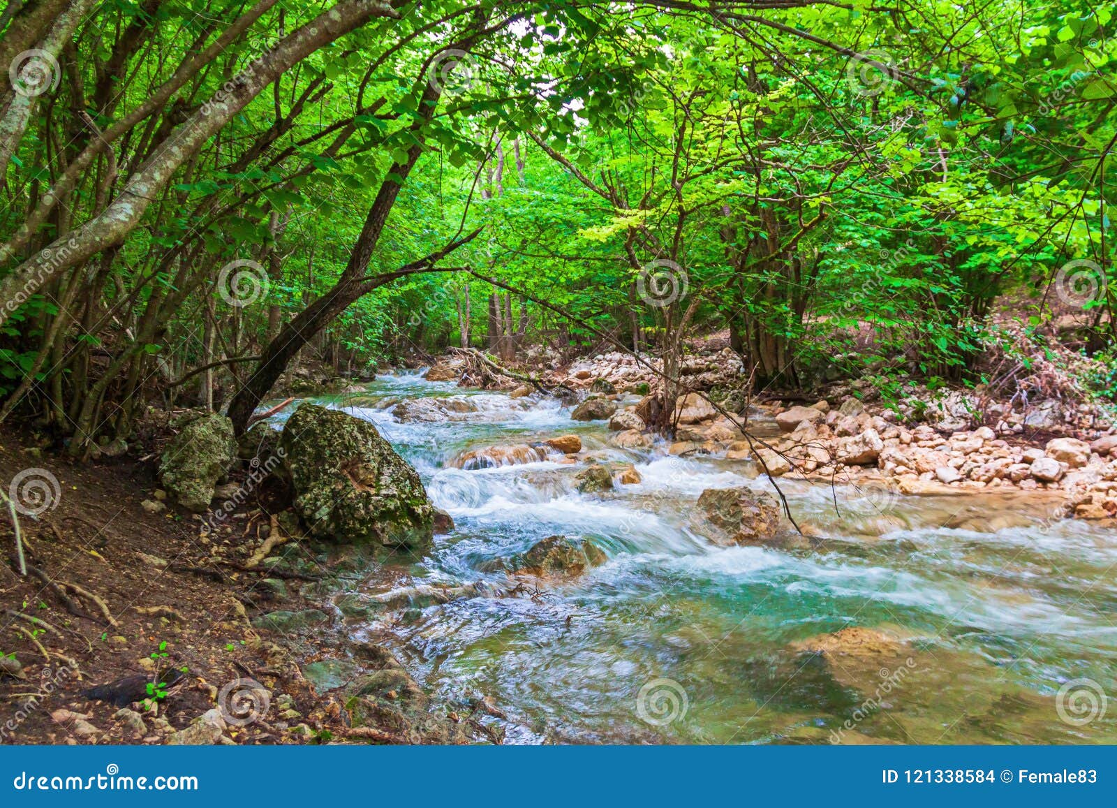 cascading mountain stream in green forest