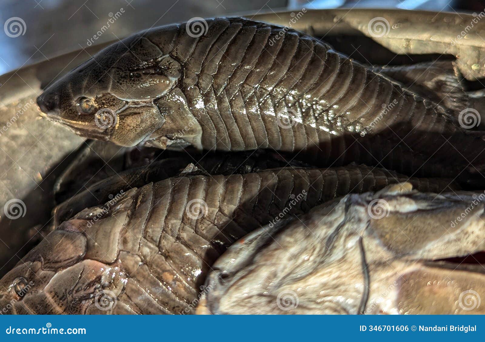 cascadura or cascadoux or cascadoo fish