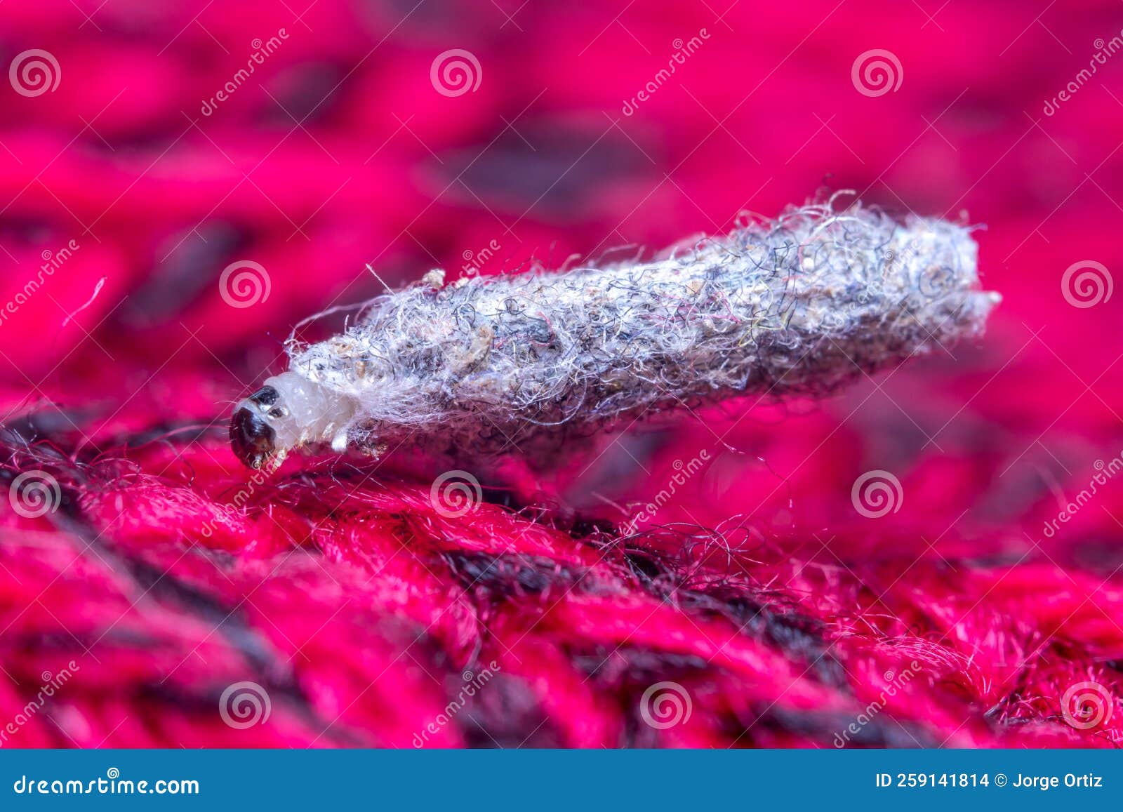 Case-bearing Clothes Moth, Tinea Pelionella, Walks on a Red Fabric ...